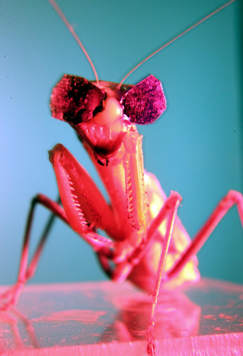 Illustration for article titled Scientists Gave Praying Mantises Tiny 3D Glasses to Prove They Have 3D Vision